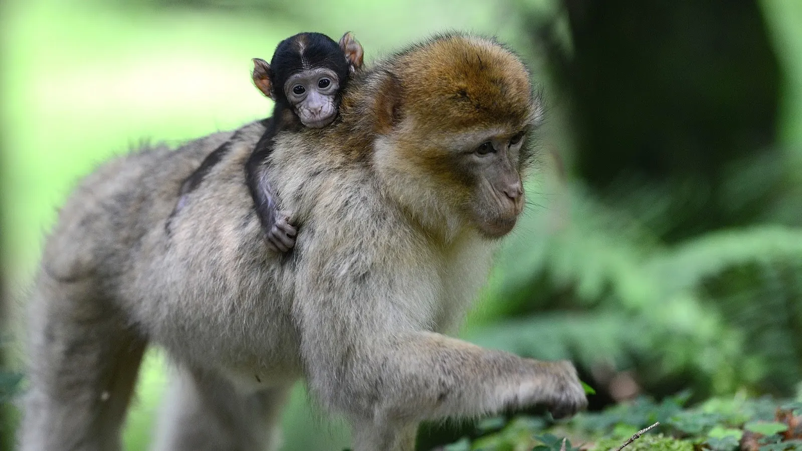 Аффенберг Залем