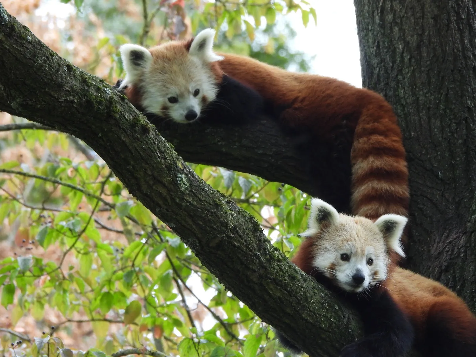 Ахенский зоопарк Ойрегио