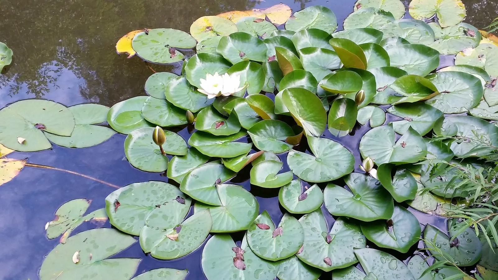 Вид на озеро Айхензее в солнечный день