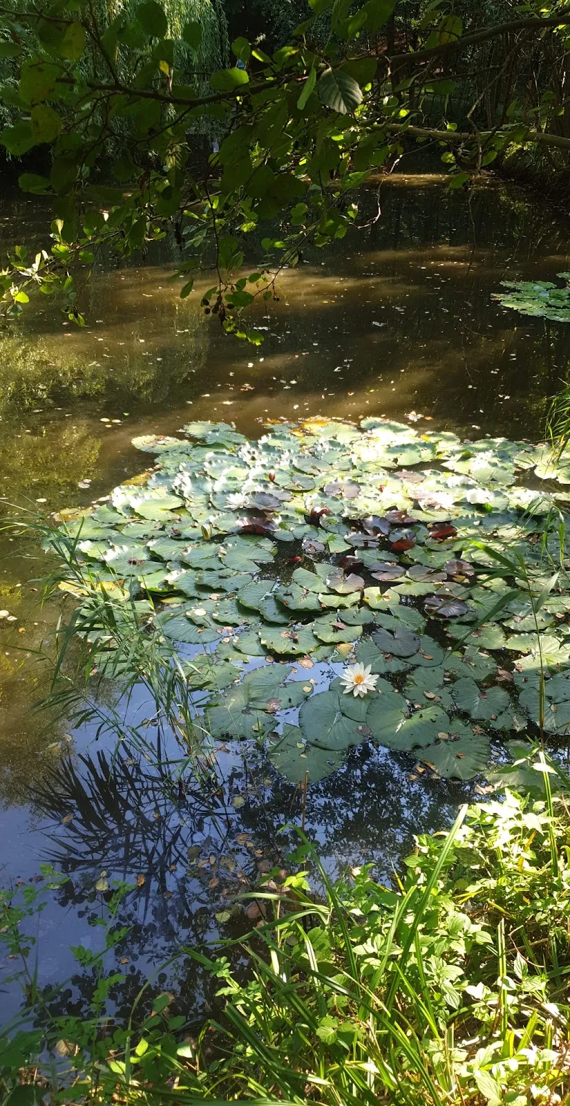 Вид на озеро Айхензее в солнечный день