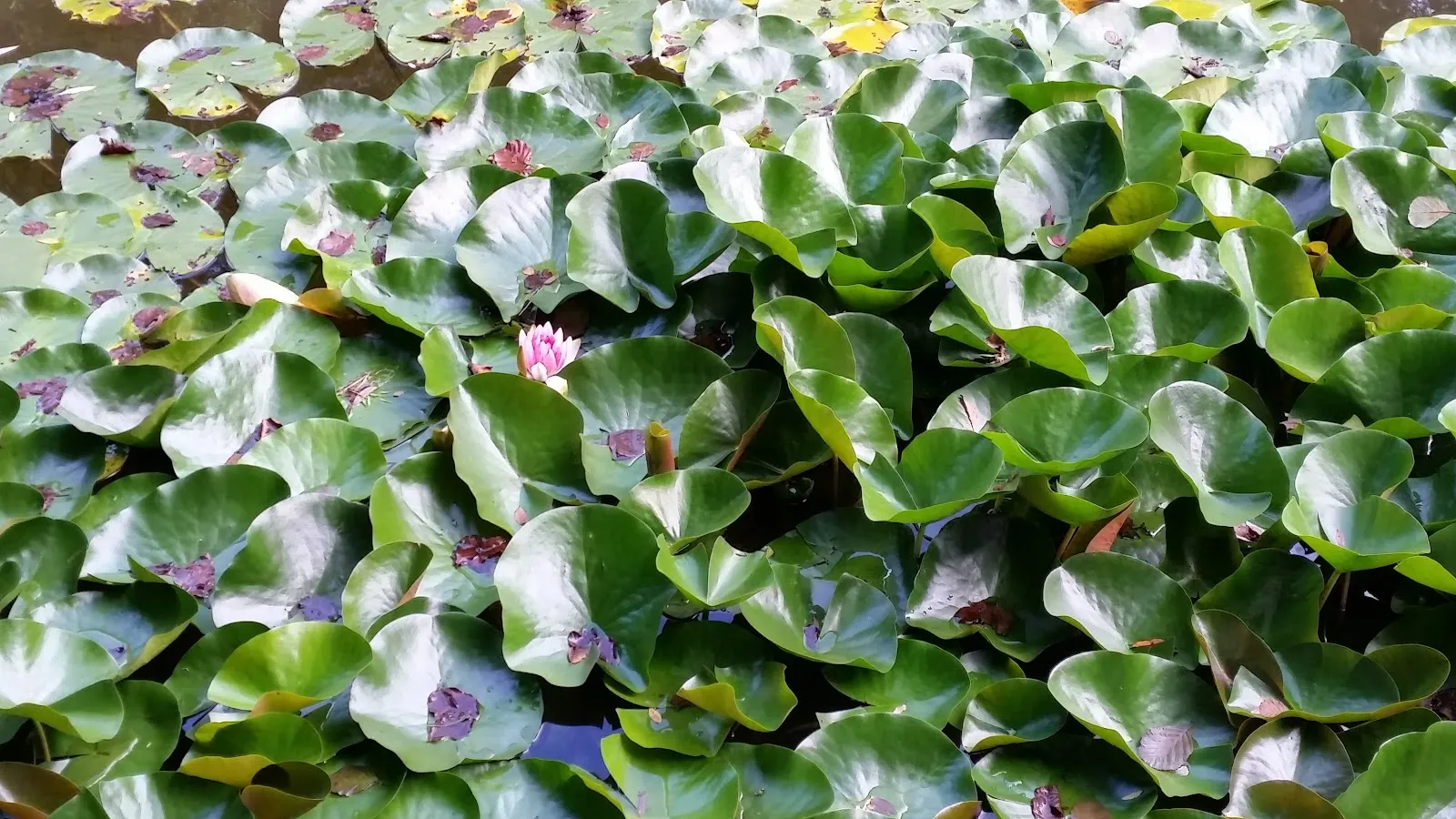 Вид на озеро Айхензее в солнечный день