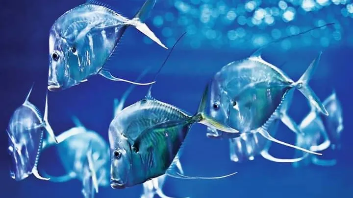 Аквариум Берлин