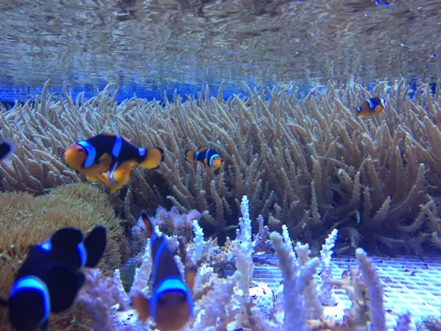 Аквариум Вест ГмбХ