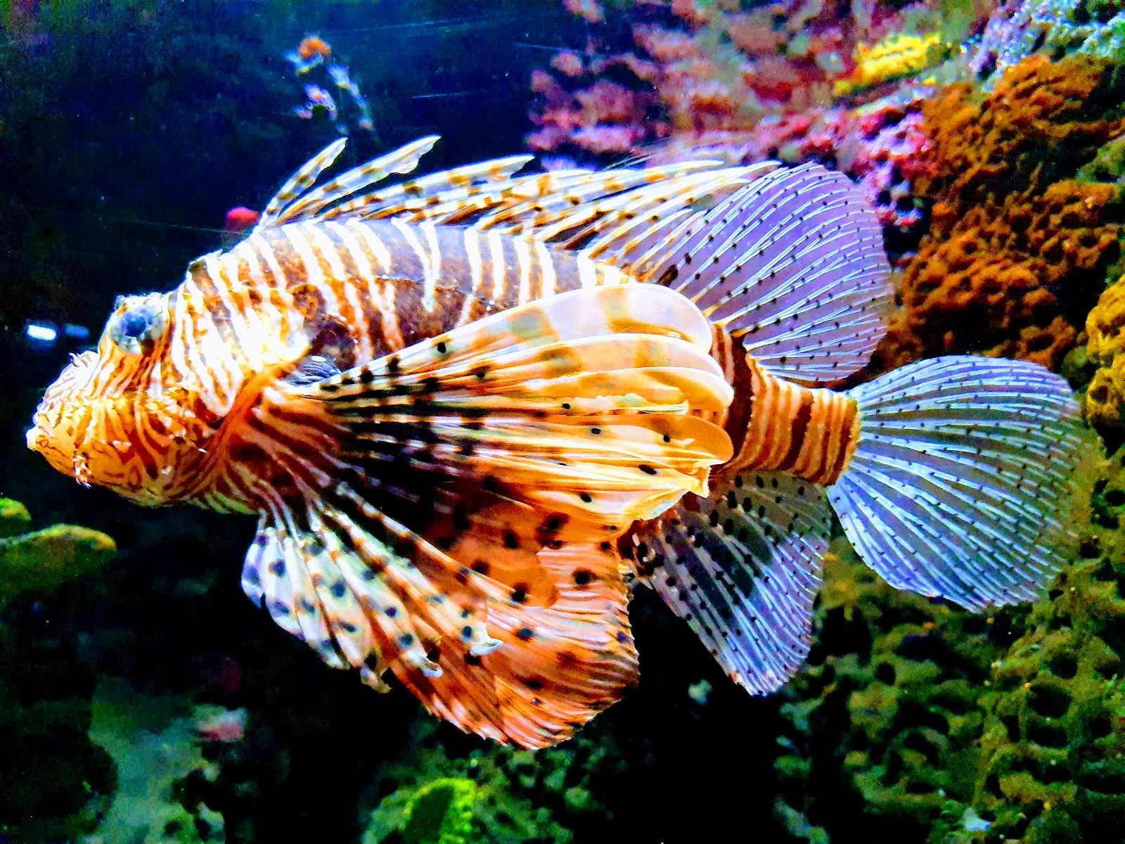 Вид на экспозицию Аквариума Зюльта с различными морскими животными