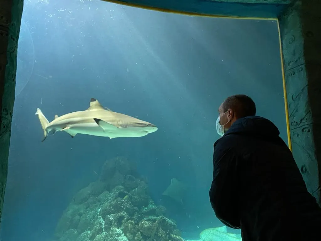 Вид на экспозицию Аквариума Зюльта с различными морскими животными