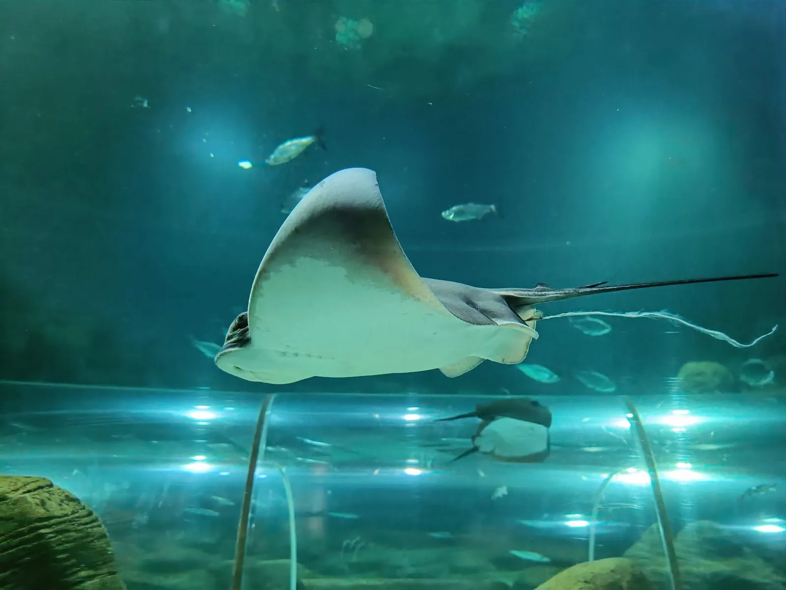 Вид на экспозицию Аквариума Зюльта с различными морскими животными