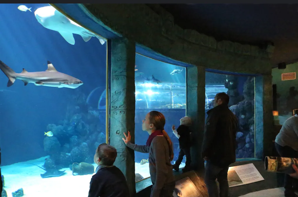 Вид на экспозицию Аквариума Зюльта с различными морскими животными