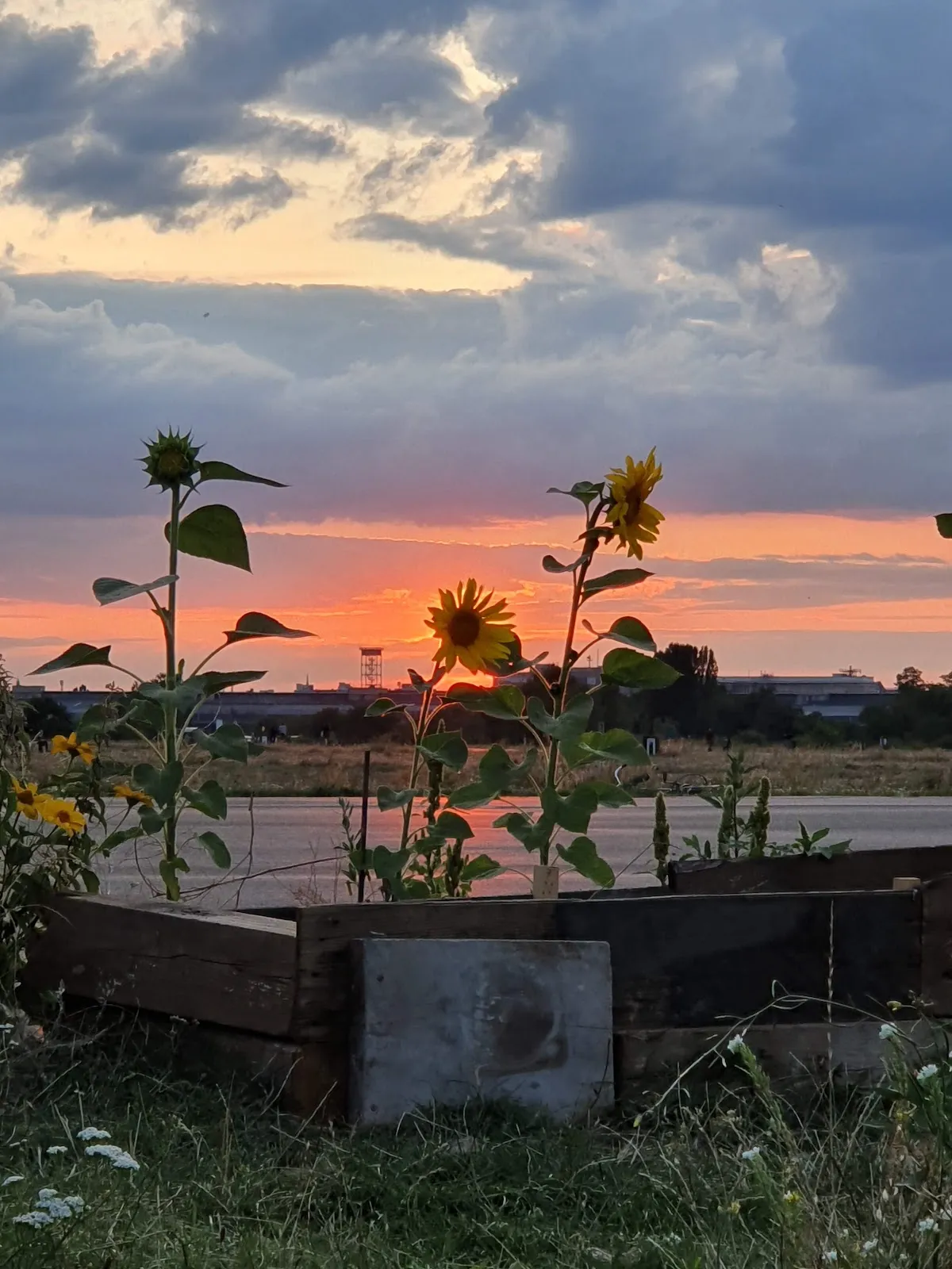 Общественный сад Allmende-Kontor в Берлине