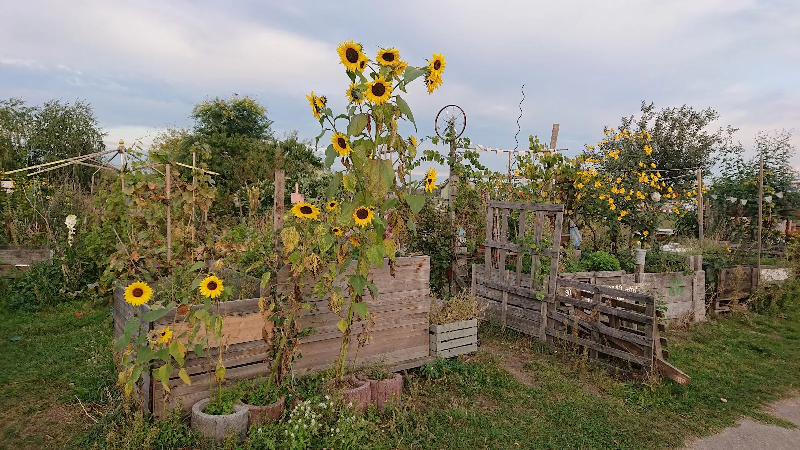Общественный сад Allmende-Kontor в Берлине