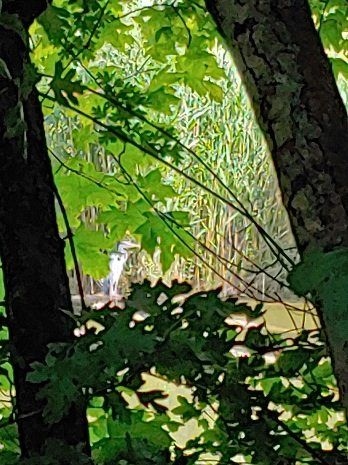 Река Неккар в заповеднике Альтер Неккар, Германия