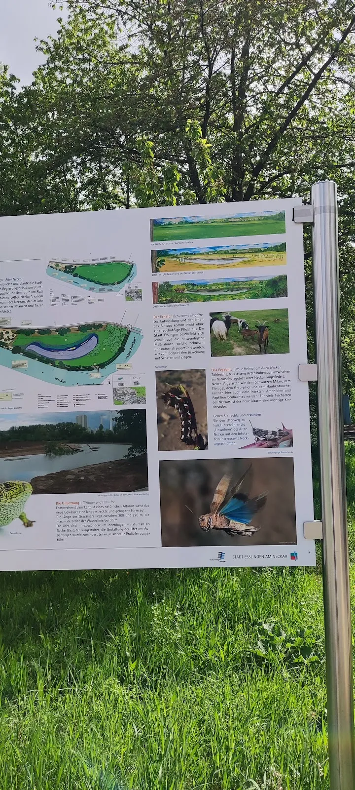 Река Неккар в заповеднике Альтер Неккар, Германия