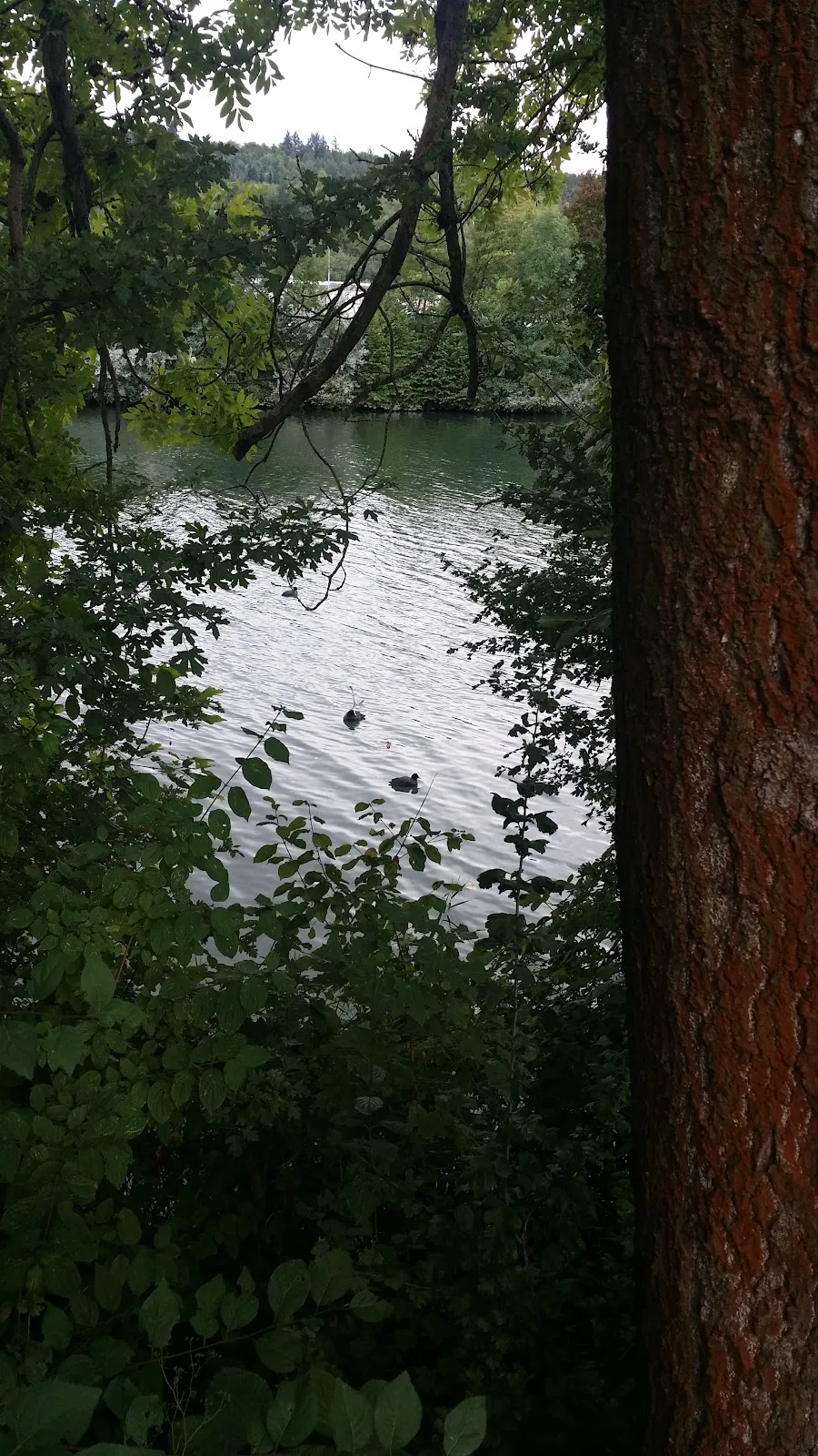 Река Неккар в заповеднике Альтер Неккар, Германия