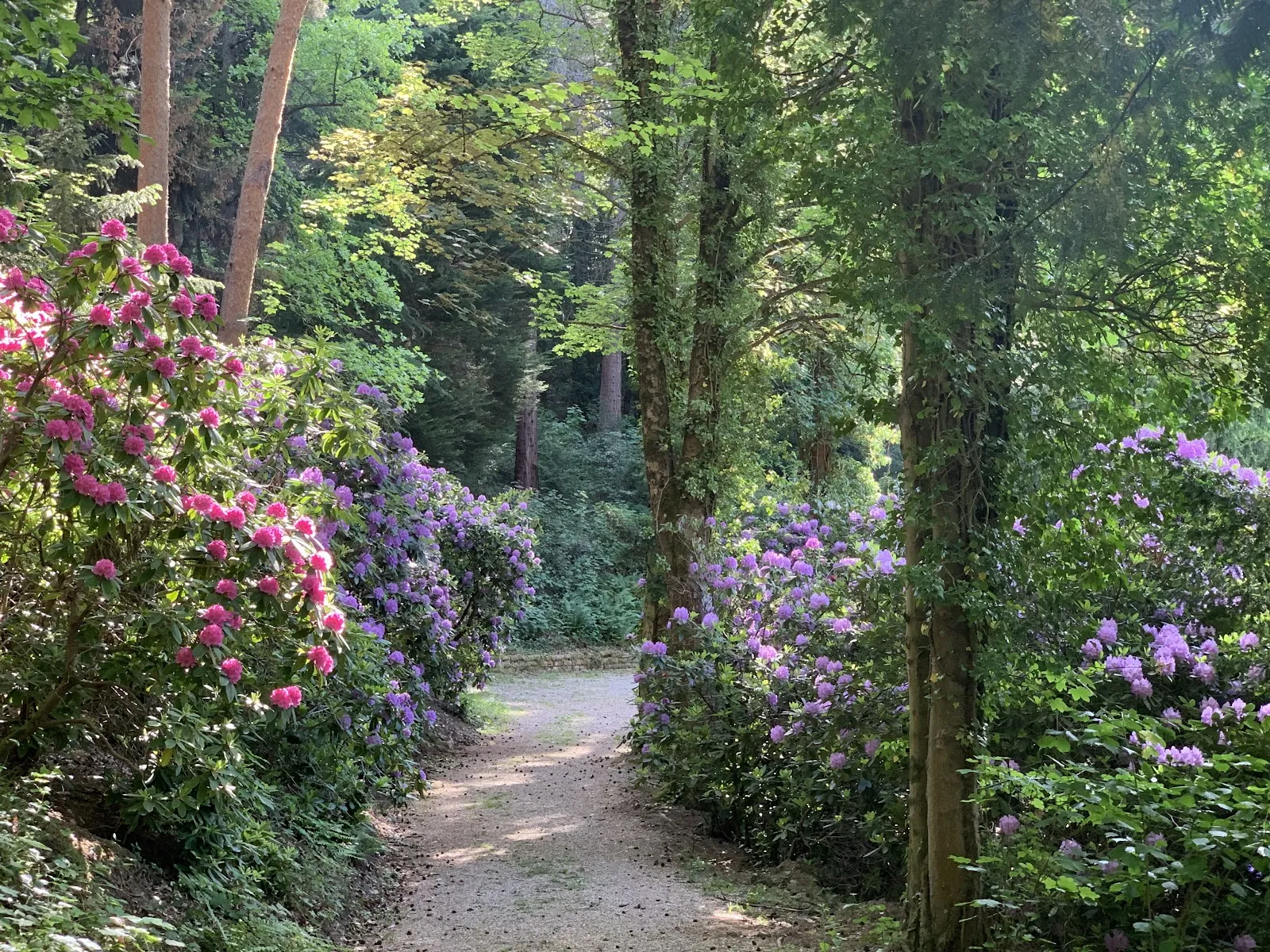 Арборетум Баден-Баден, где представлены разнообразные деревья и кустарники