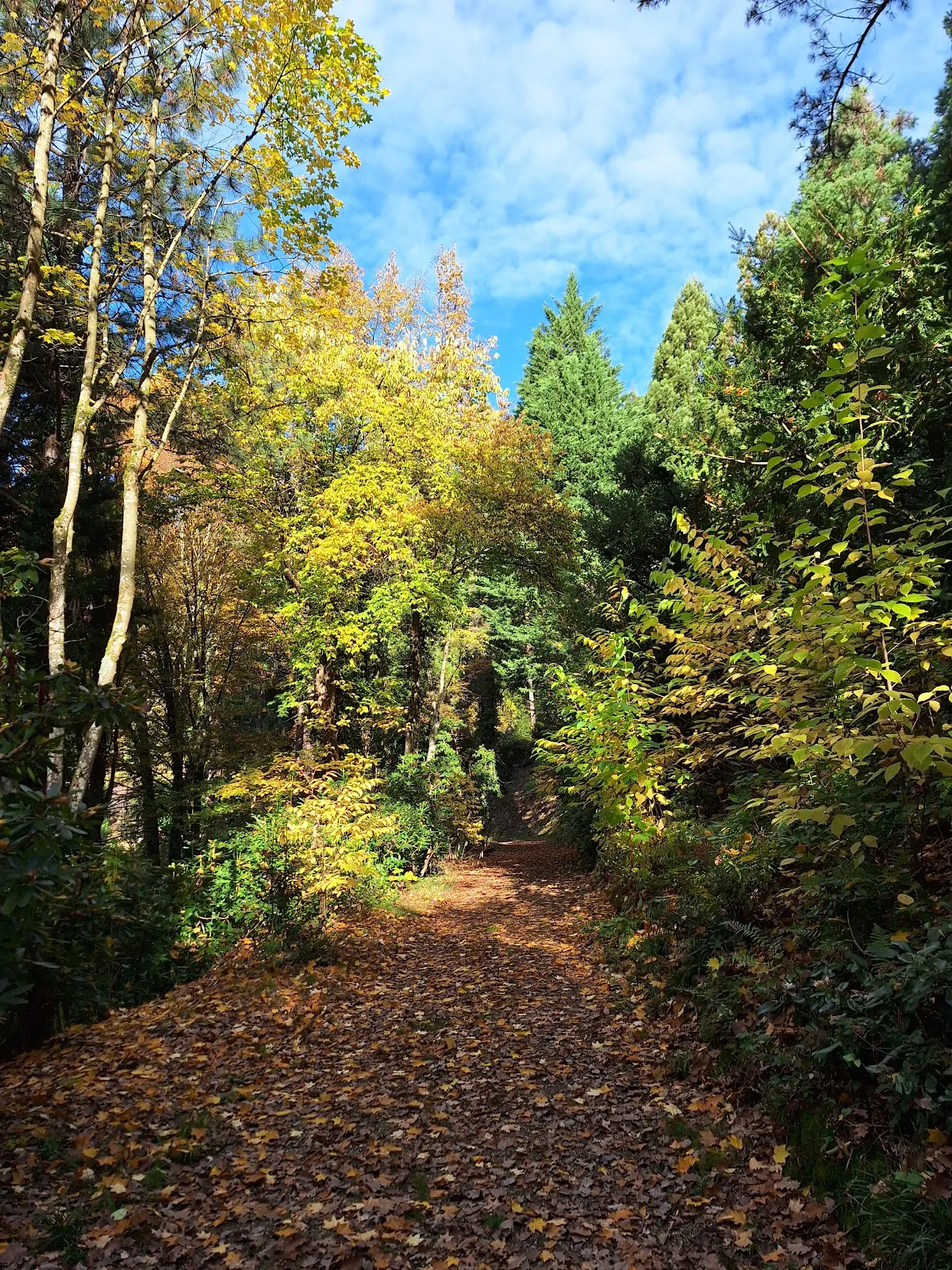 Арборетум Баден-Баден, где представлены разнообразные деревья и кустарники