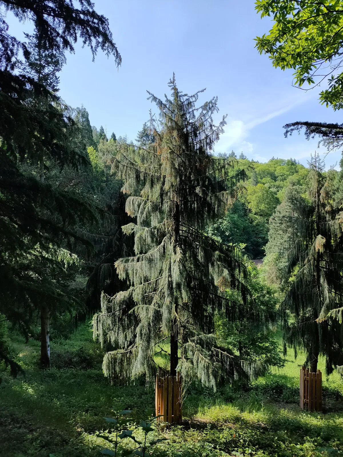 Арборетум Баден-Баден, где представлены разнообразные деревья и кустарники