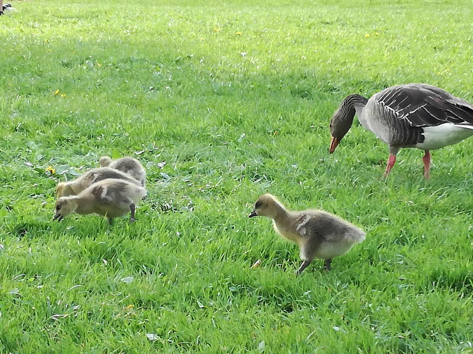 Вид на озеро Бадезе Плюдерхаузен с зелеными берегами
