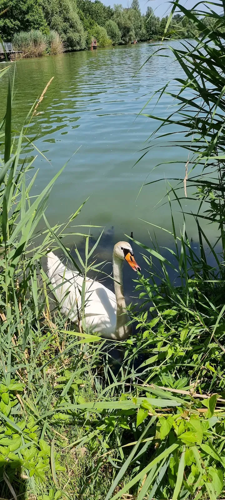 Вид на озеро Бадезе Плюдерхаузен с зелеными берегами