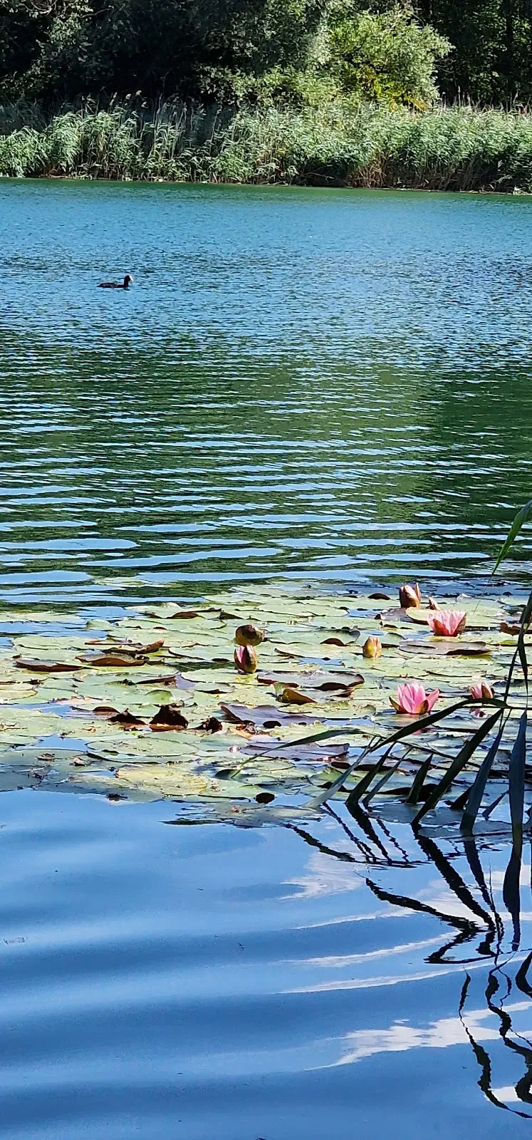 Вид на озеро Баггерзе Бланкенлох