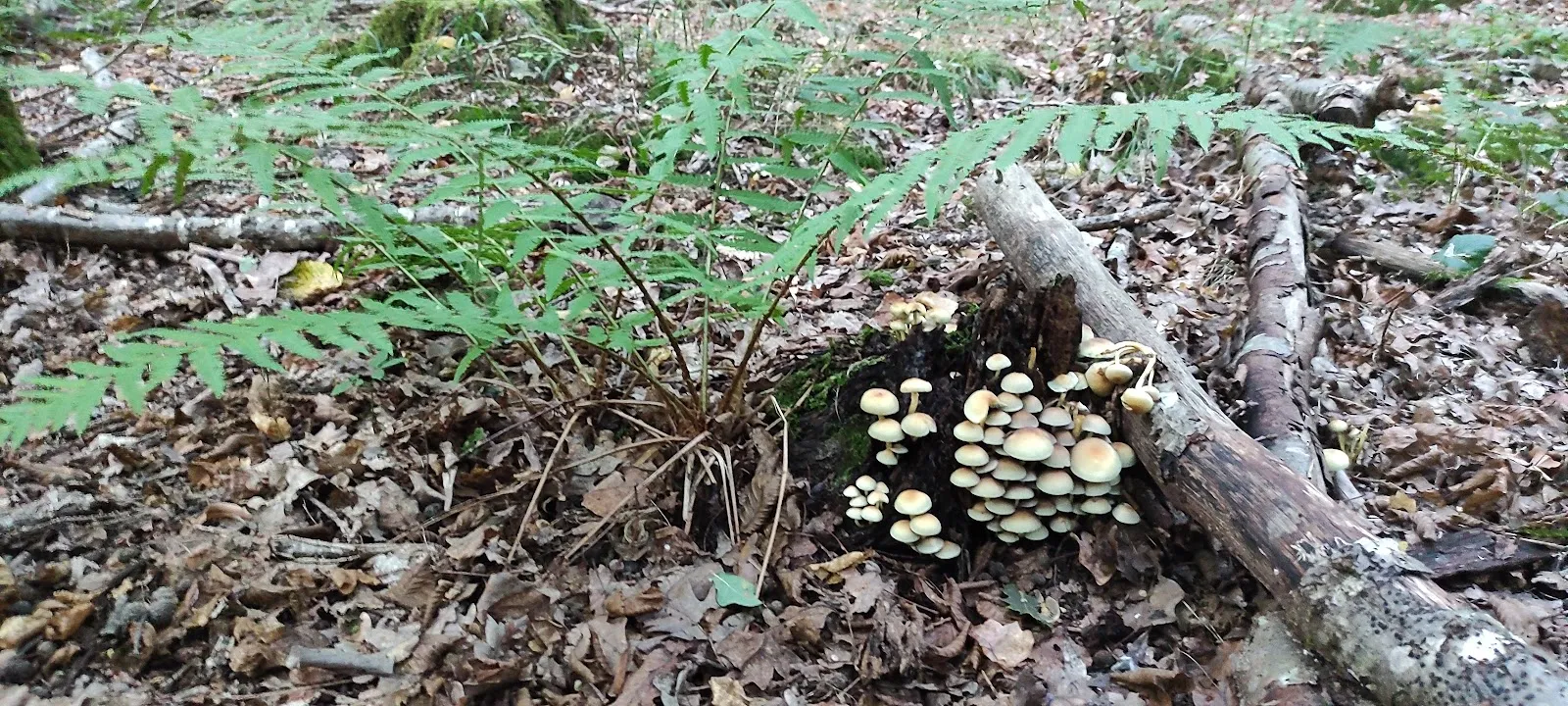 Башня связи Вальденбух высокая телекоммуникационная башня на фоне неба