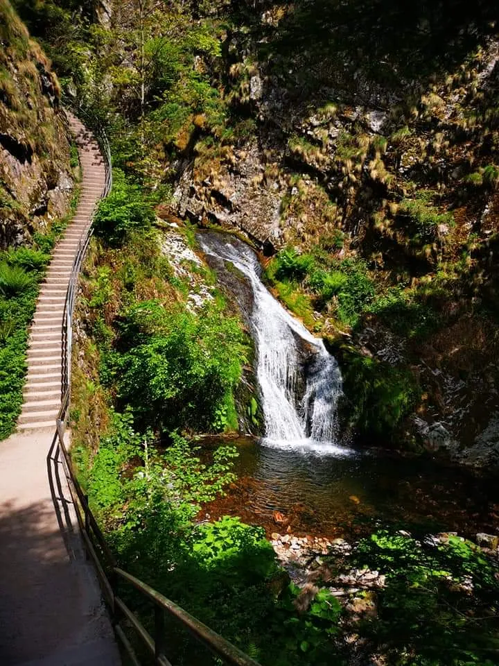 Руины аббатства Аллерхайлиген на фоне деревьев