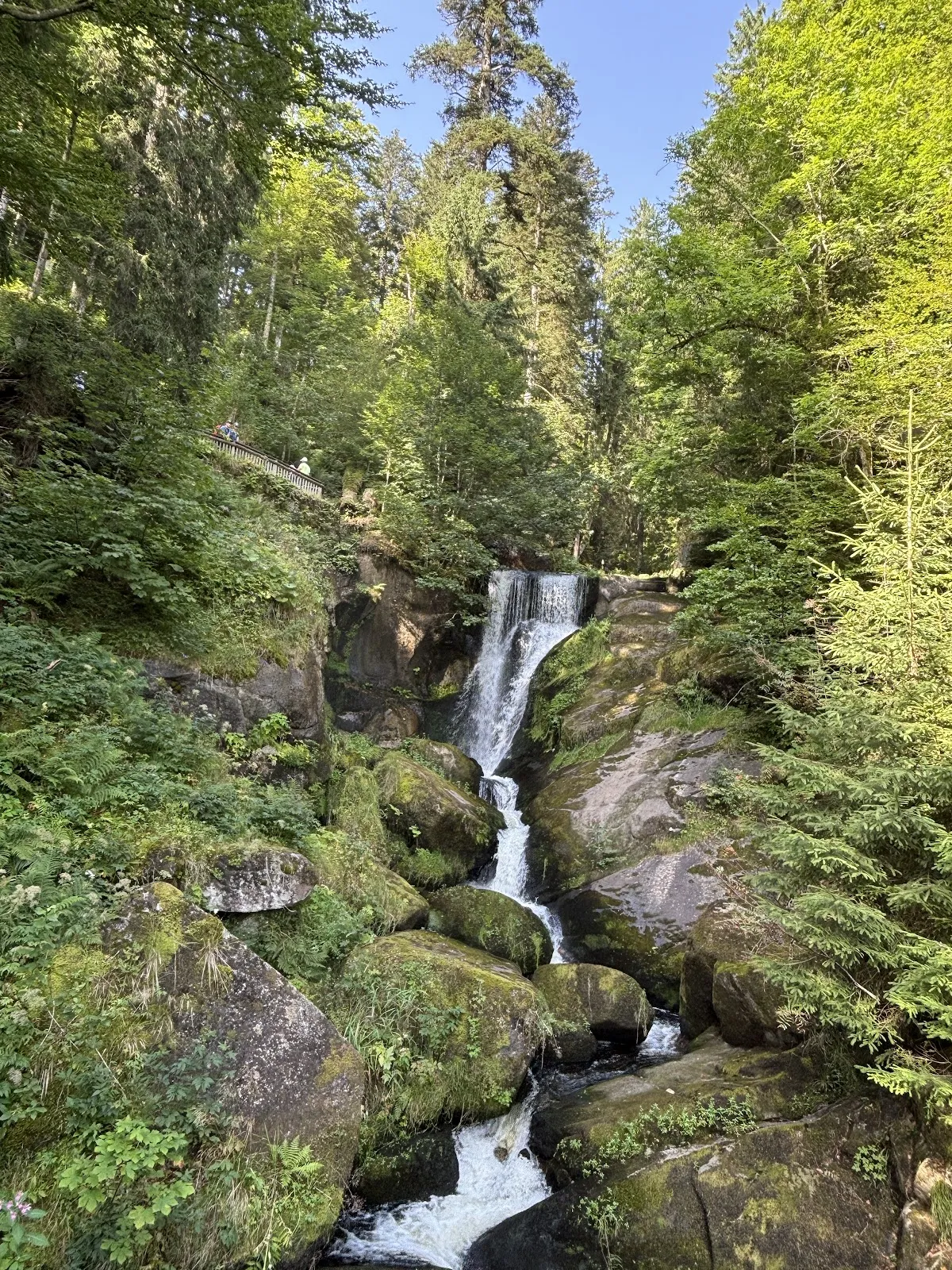 Руины аббатства Аллерхайлиген на фоне деревьев