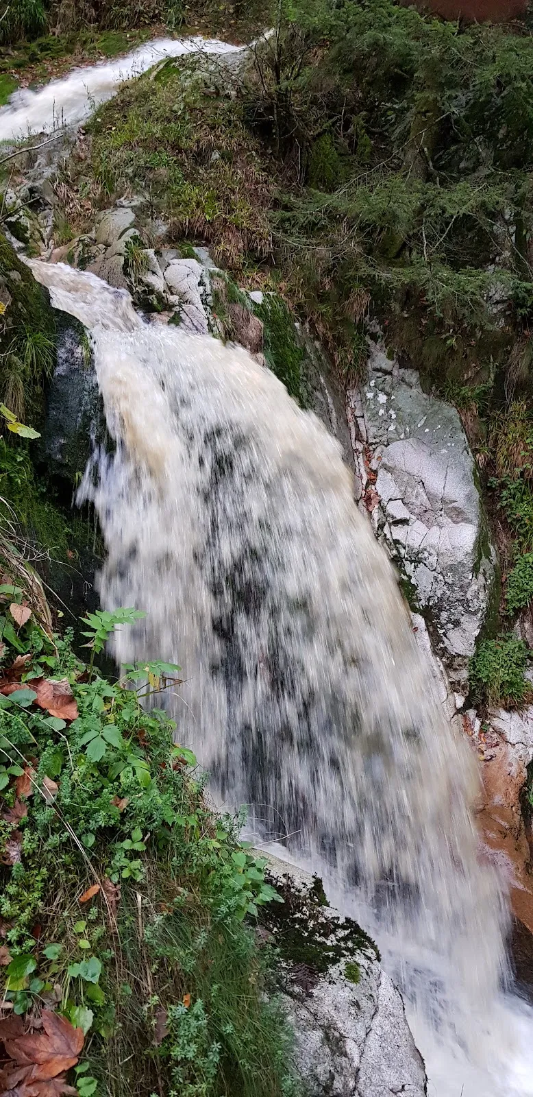 Руины аббатства Аллерхайлиген на фоне деревьев