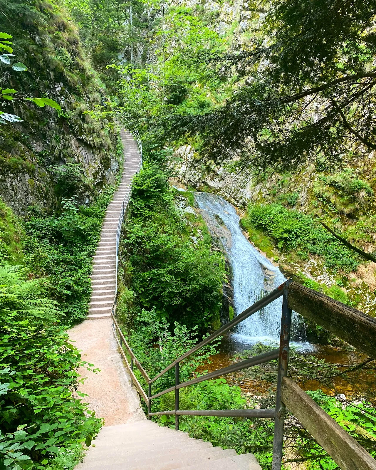 Руины аббатства Аллерхайлиген на фоне деревьев