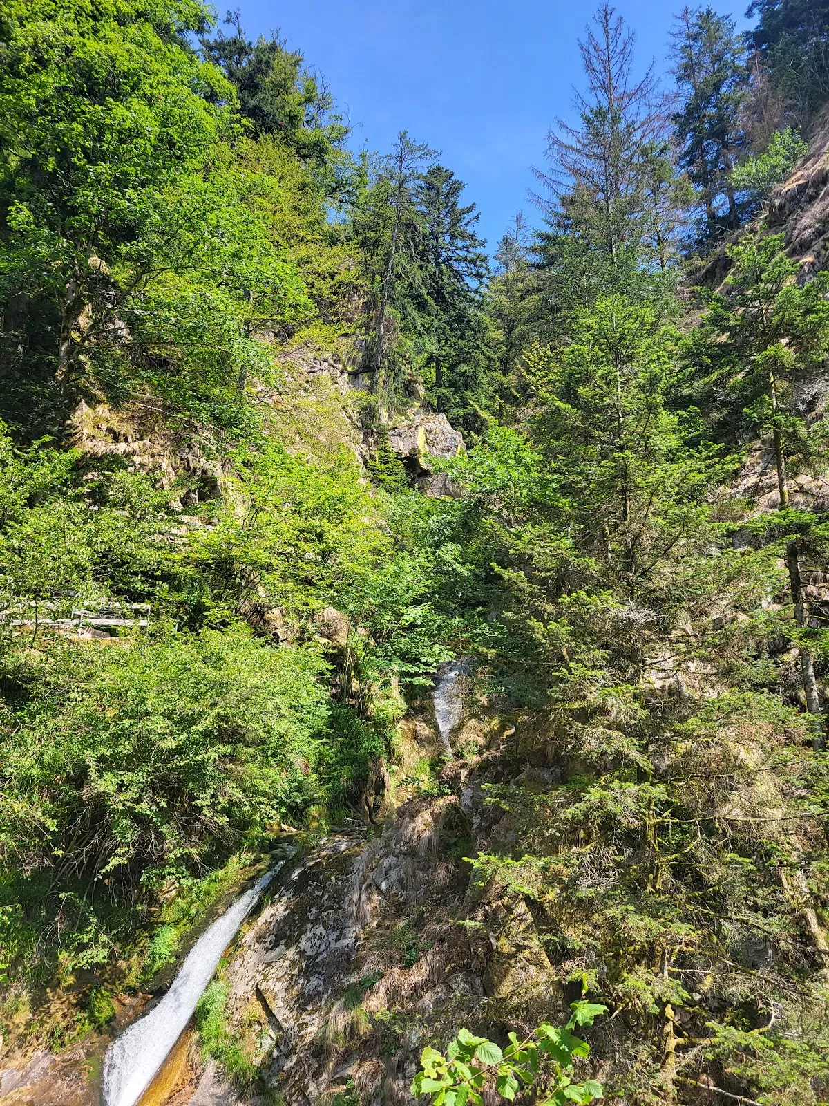 Руины аббатства Аллерхайлиген на фоне деревьев