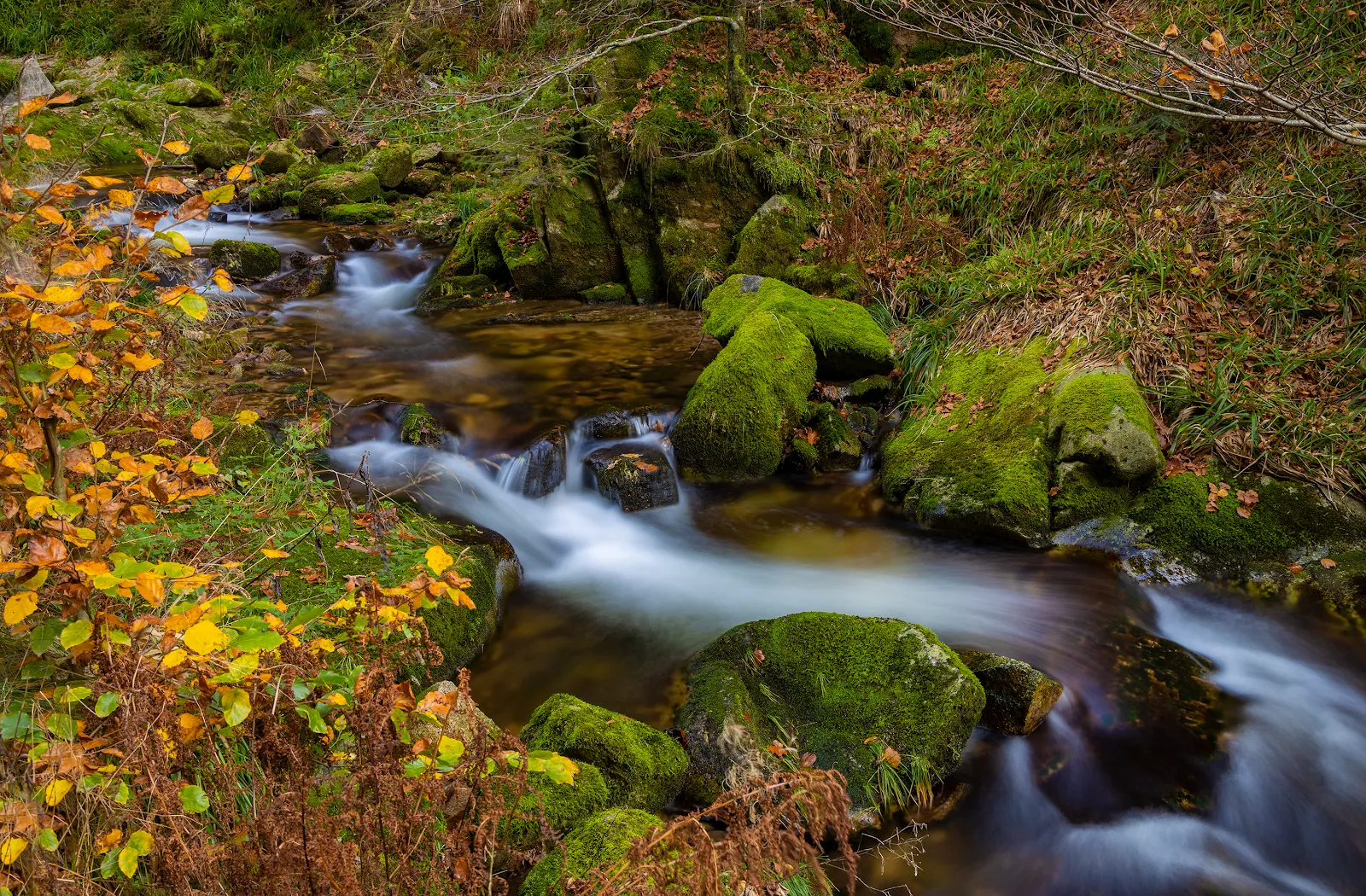 Руины аббатства Аллерхайлиген на фоне деревьев