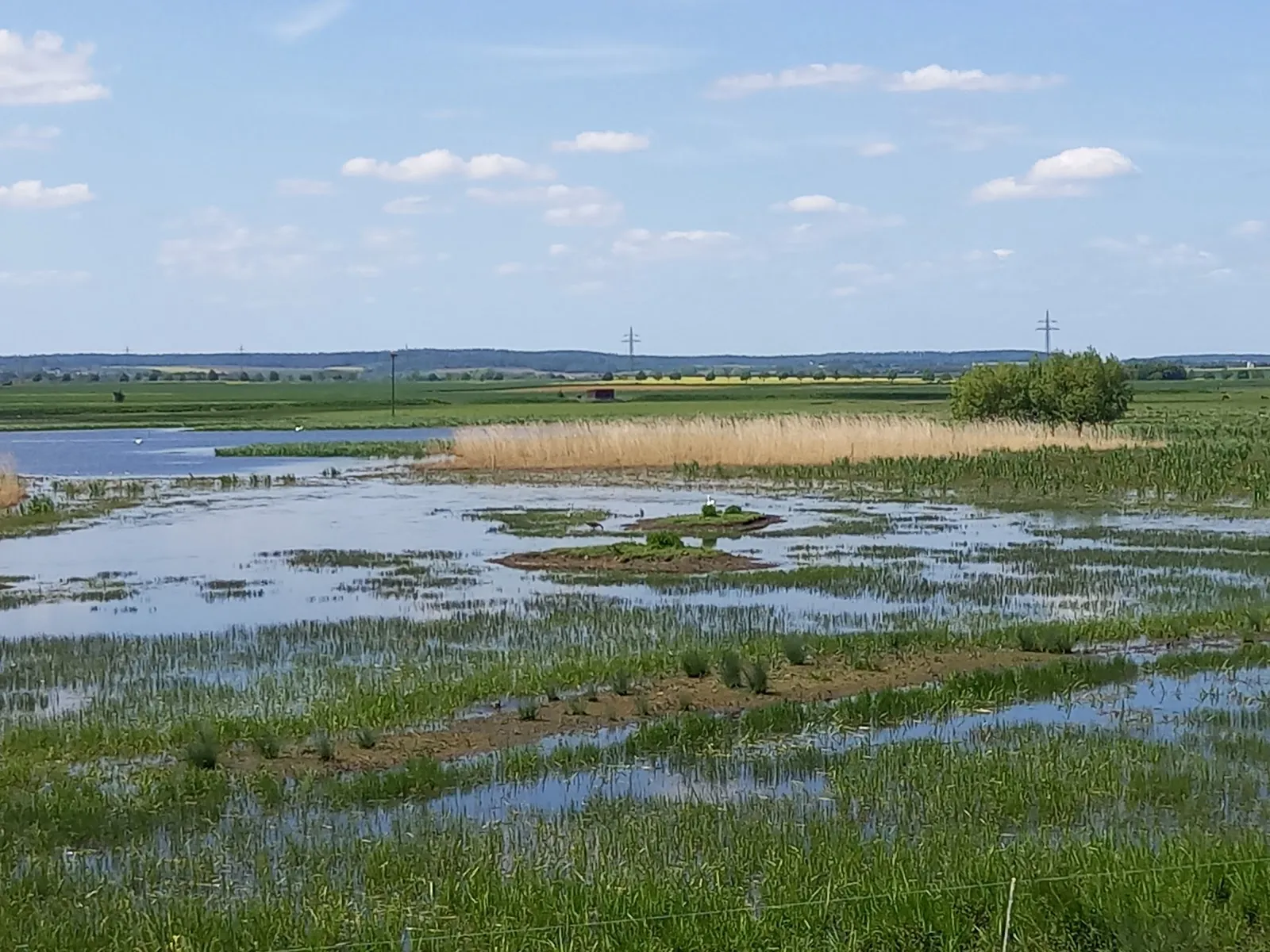 Бингенхаймер Рид