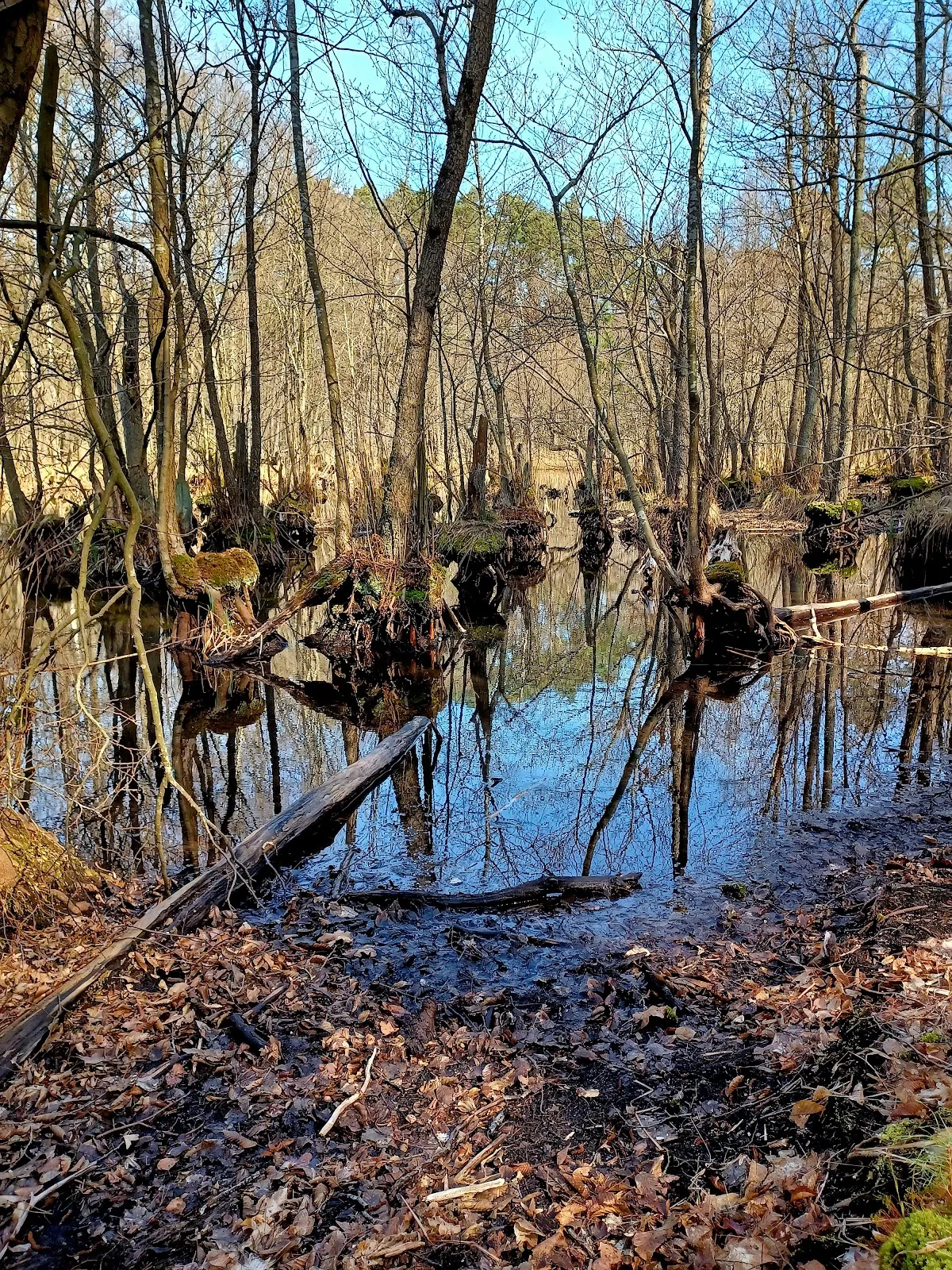 Биосферный резерват Шорфхайде-Хорин
