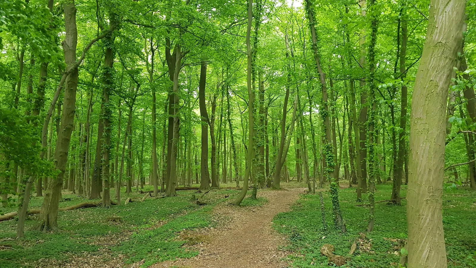 Бокмерхольц