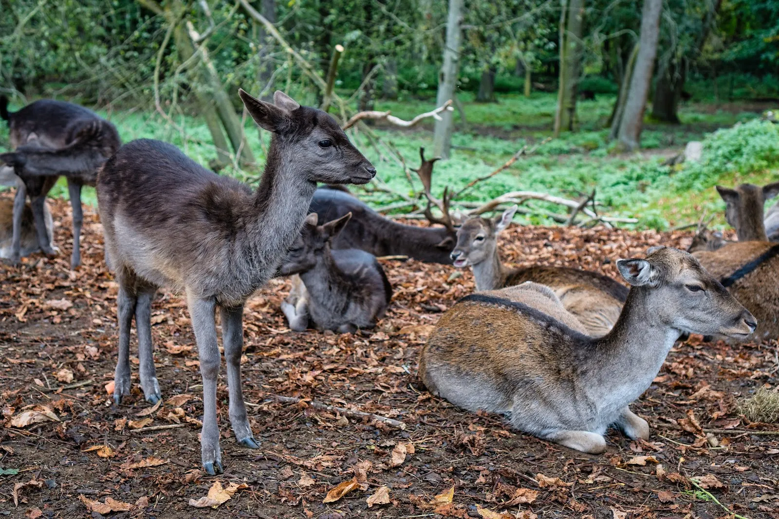 Панорамный вид на Ботанический народный парк Бланкенфельде-Панков с разнообразной растительностью
