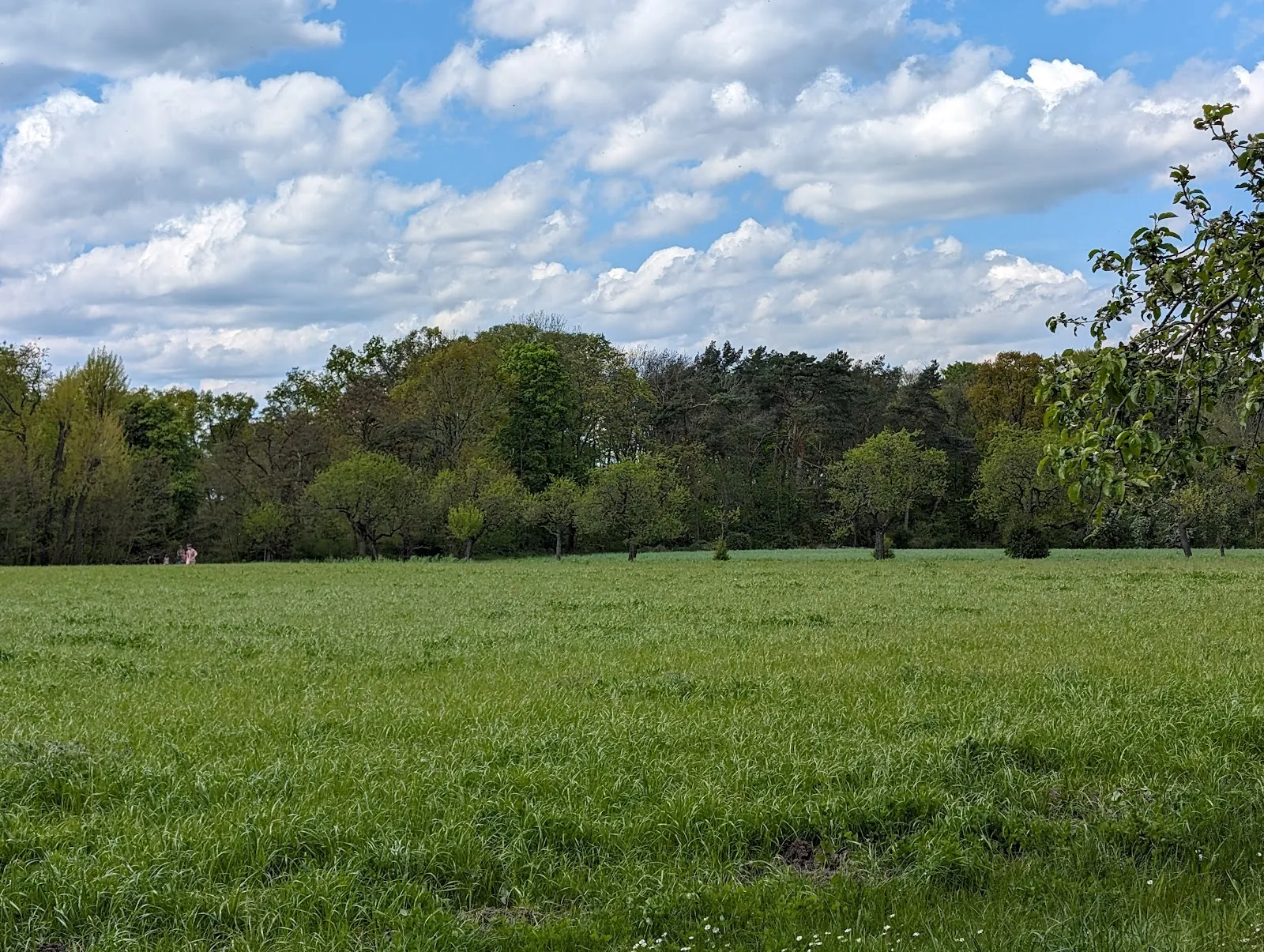 Панорамный вид на Ботанический народный парк Бланкенфельде-Панков с разнообразной растительностью