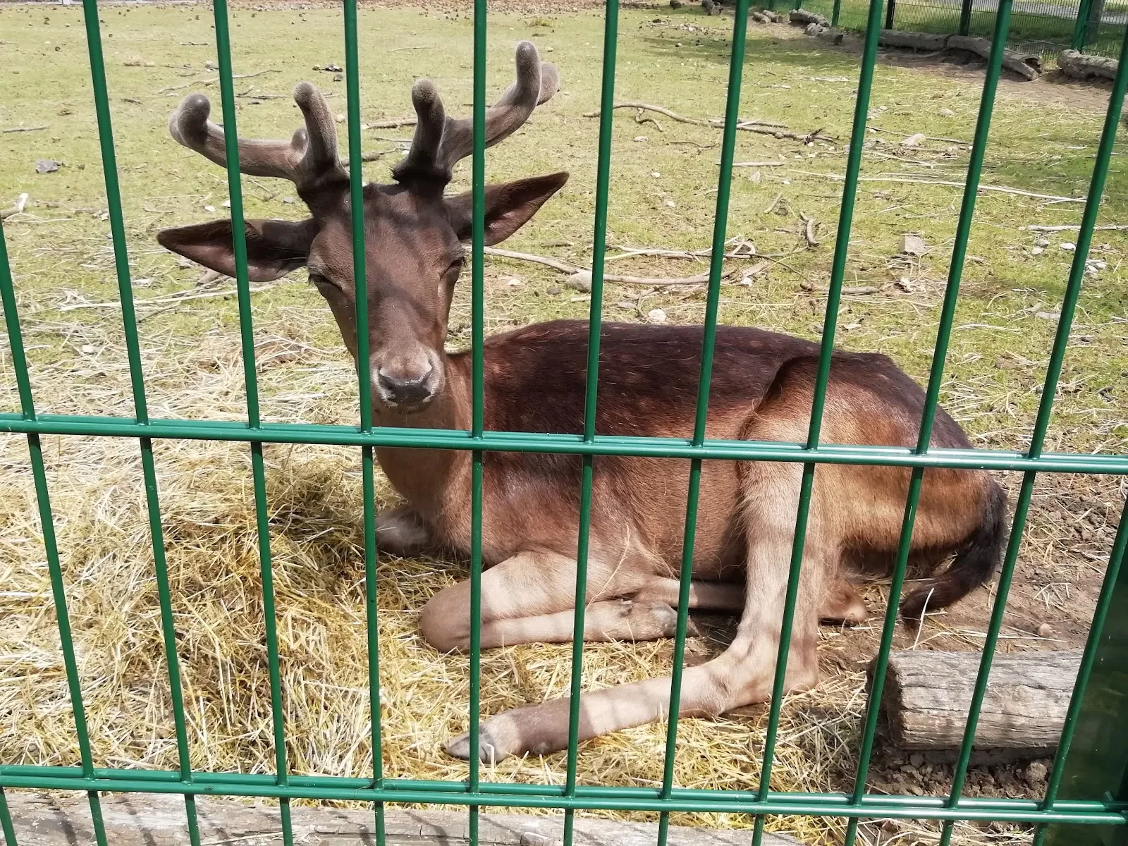 Панорамный вид на Ботанический народный парк Бланкенфельде-Панков с разнообразной растительностью