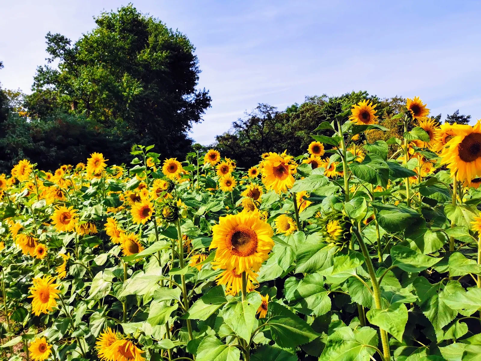 Панорамный вид на Ботанический народный парк Бланкенфельде-Панков с разнообразной растительностью