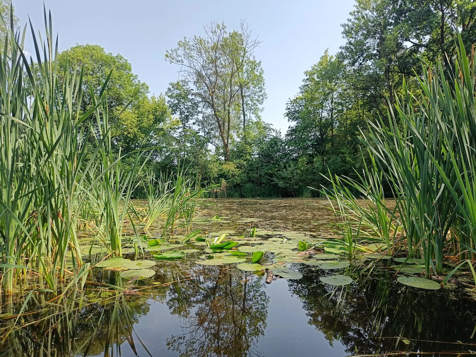 Панорамный вид на Ботанический народный парк Бланкенфельде-Панков с разнообразной растительностью