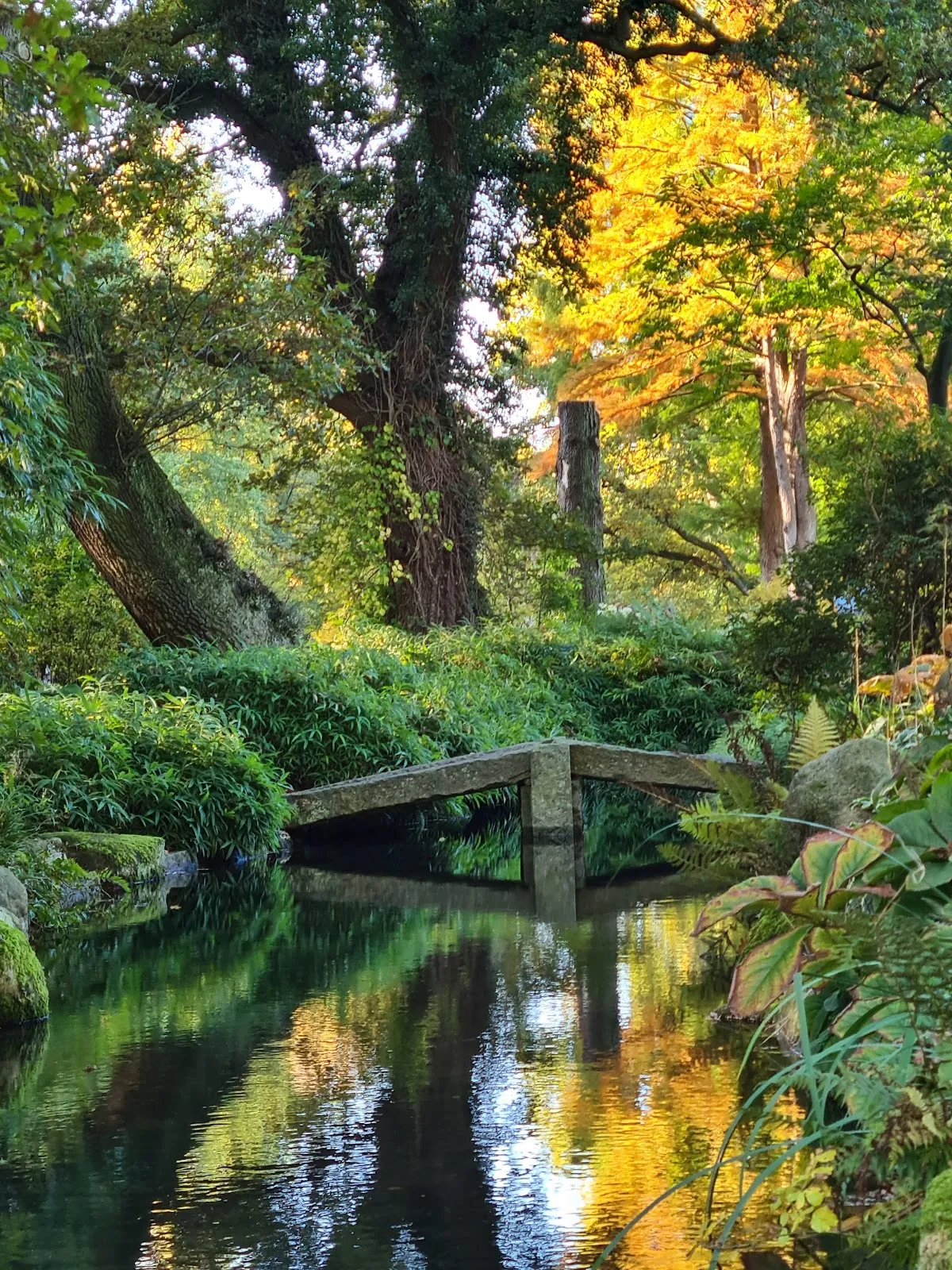 Ботанический сад Бремен, растения, природа, сад