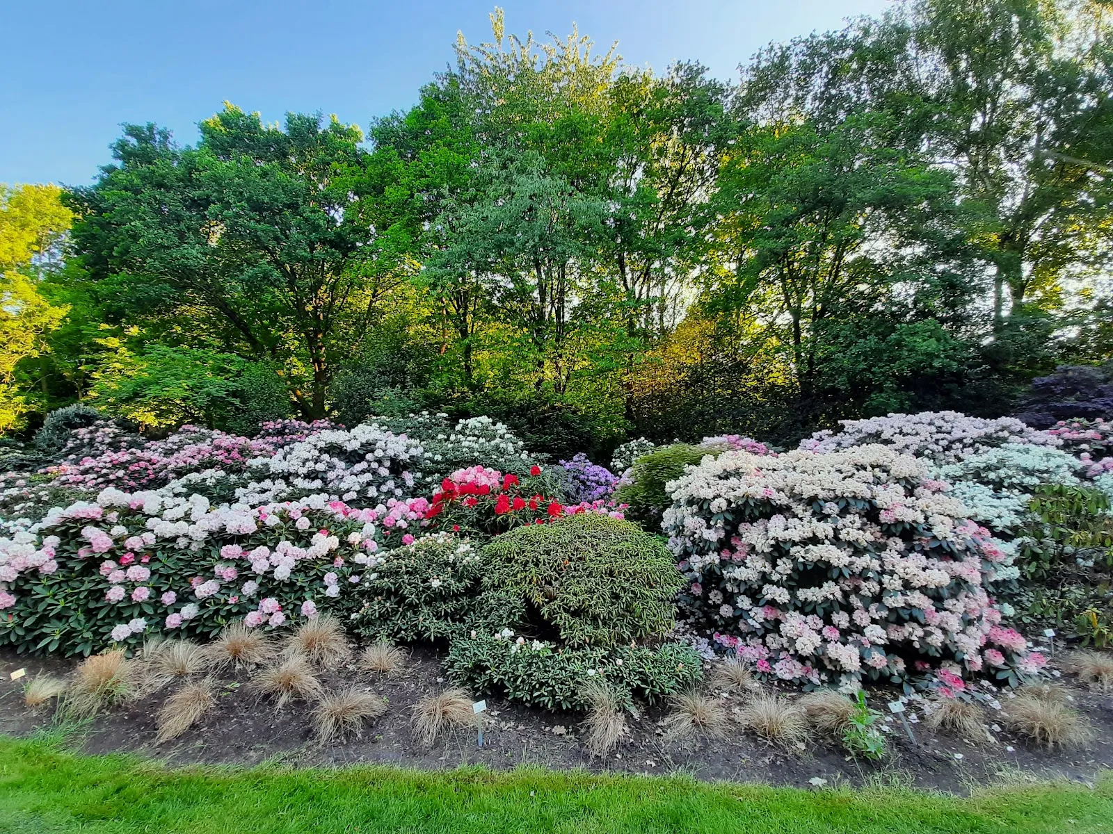 Ботанический сад Бремен, растения, природа, сад