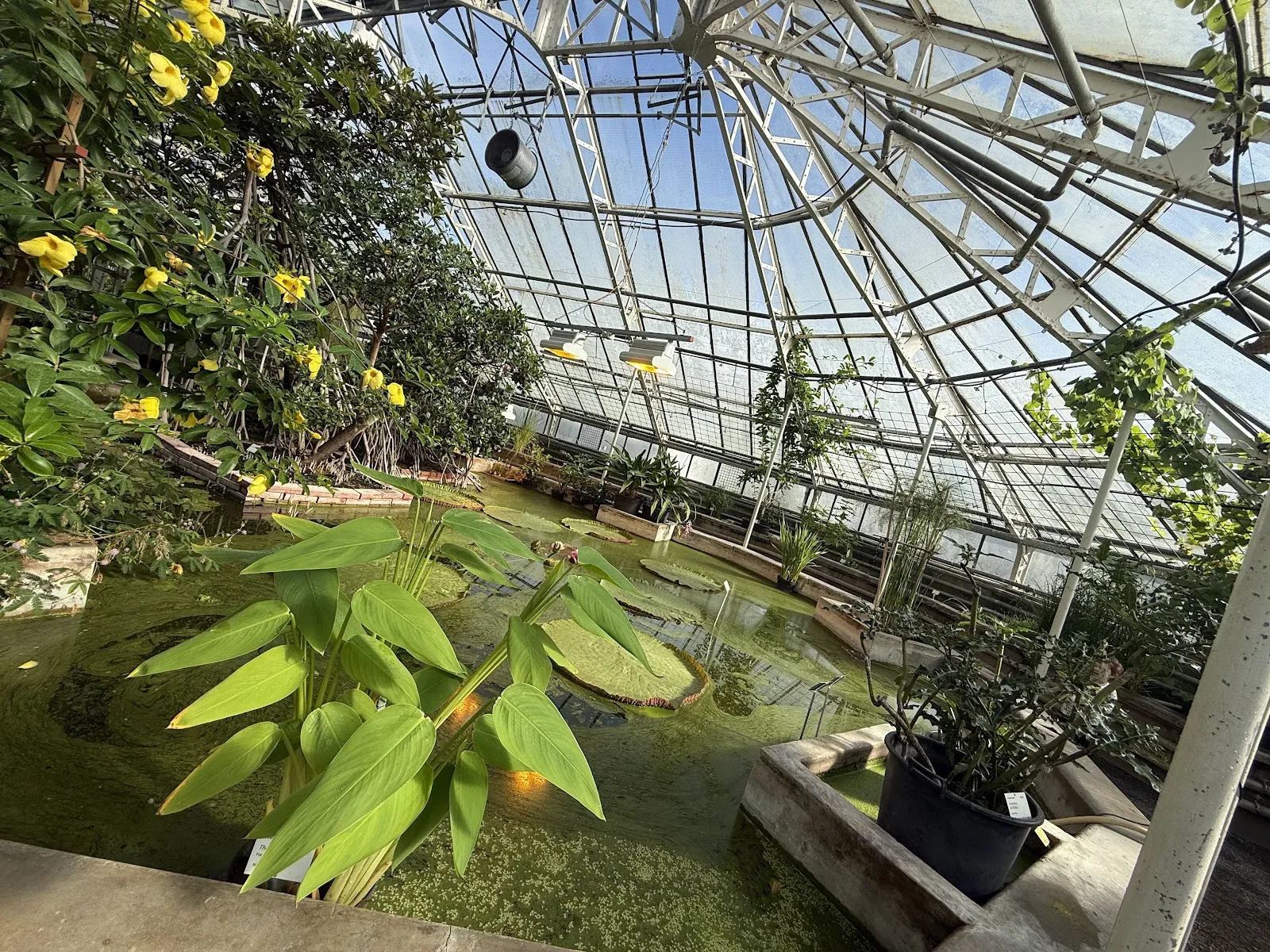 Ботанический сад Гейдельбергского университета с разнообразными растениями