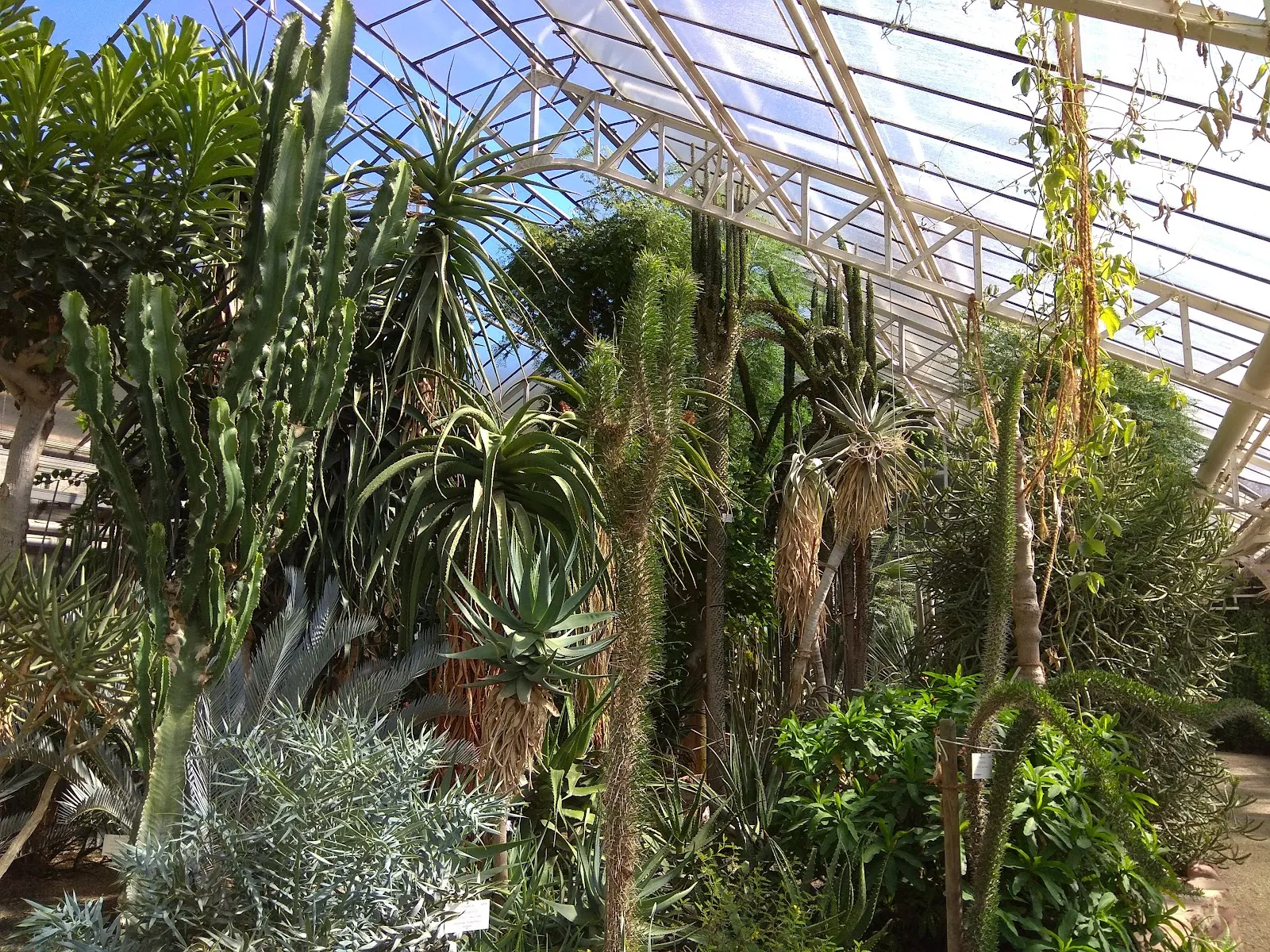 Ботанический сад Гейдельбергского университета с разнообразными растениями