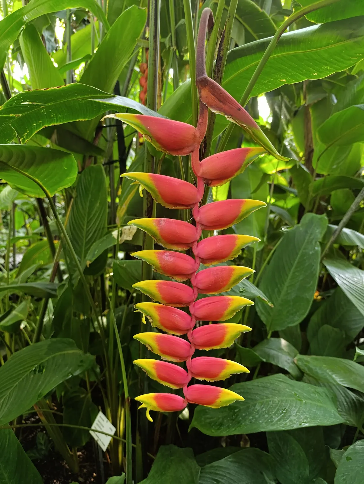 Ботанический сад Гейдельбергского университета с разнообразными растениями