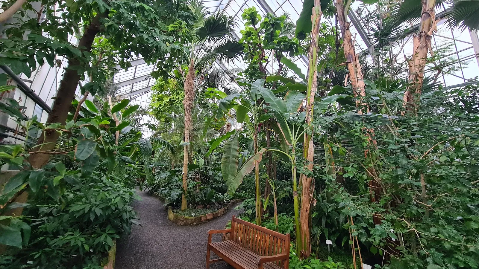 Ботанический сад Гейдельбергского университета с разнообразными растениями