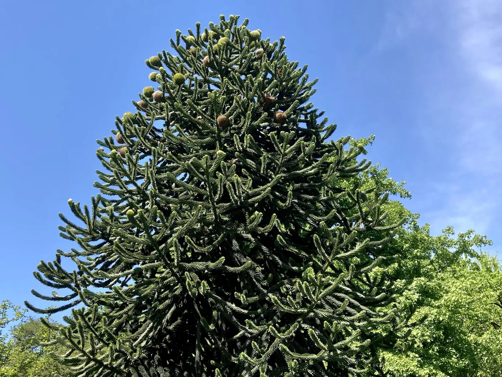 Ботанический сад Гейдельбергского университета с разнообразными растениями