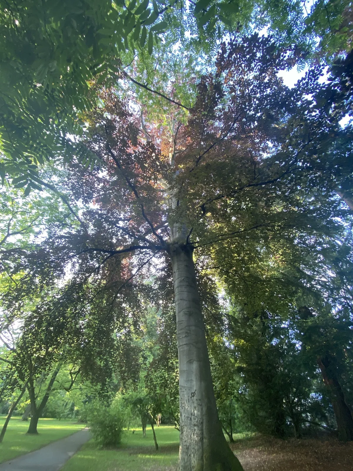 Экзотические растения в Ботаническом саду Хоэнхайм