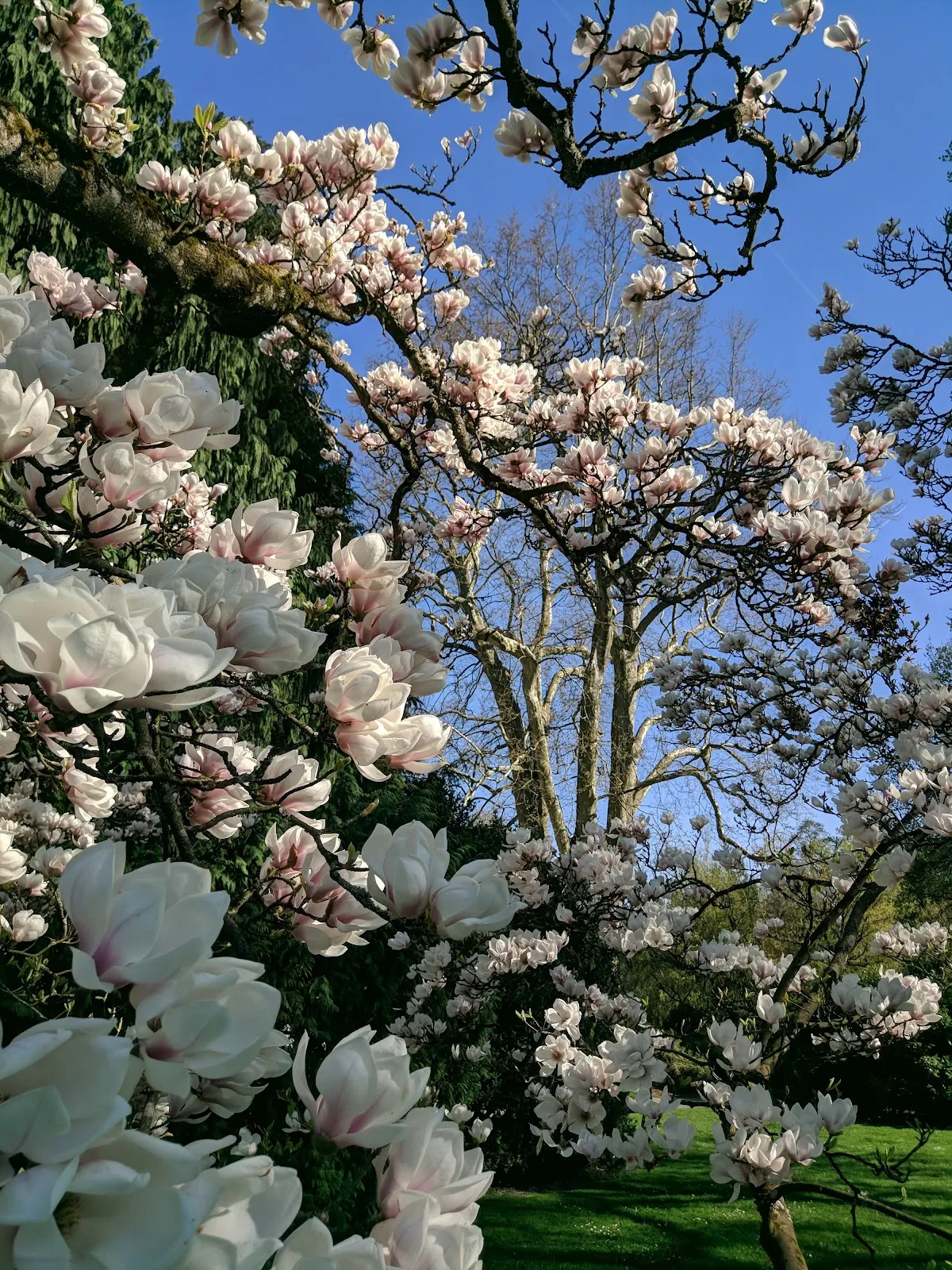 Экзотические растения в Ботаническом саду Хоэнхайм