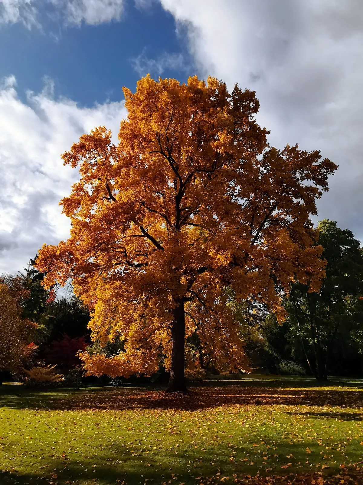 Экзотические растения в Ботаническом саду Хоэнхайм