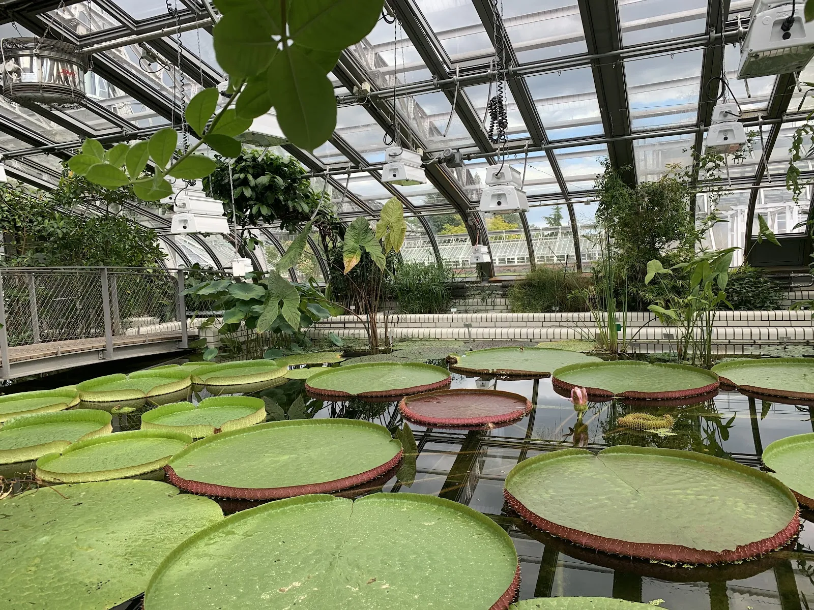 Ботанический сад и Ботанический музей Берлина