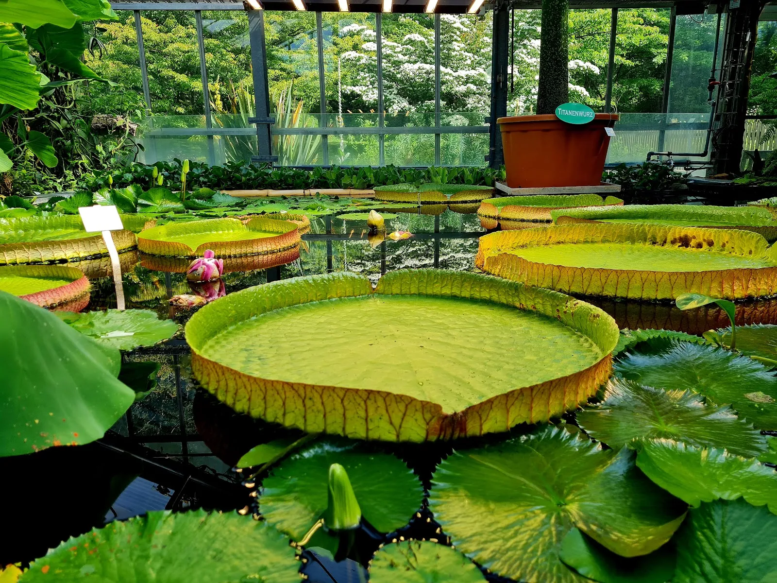 Ботанический сад Кильского университета