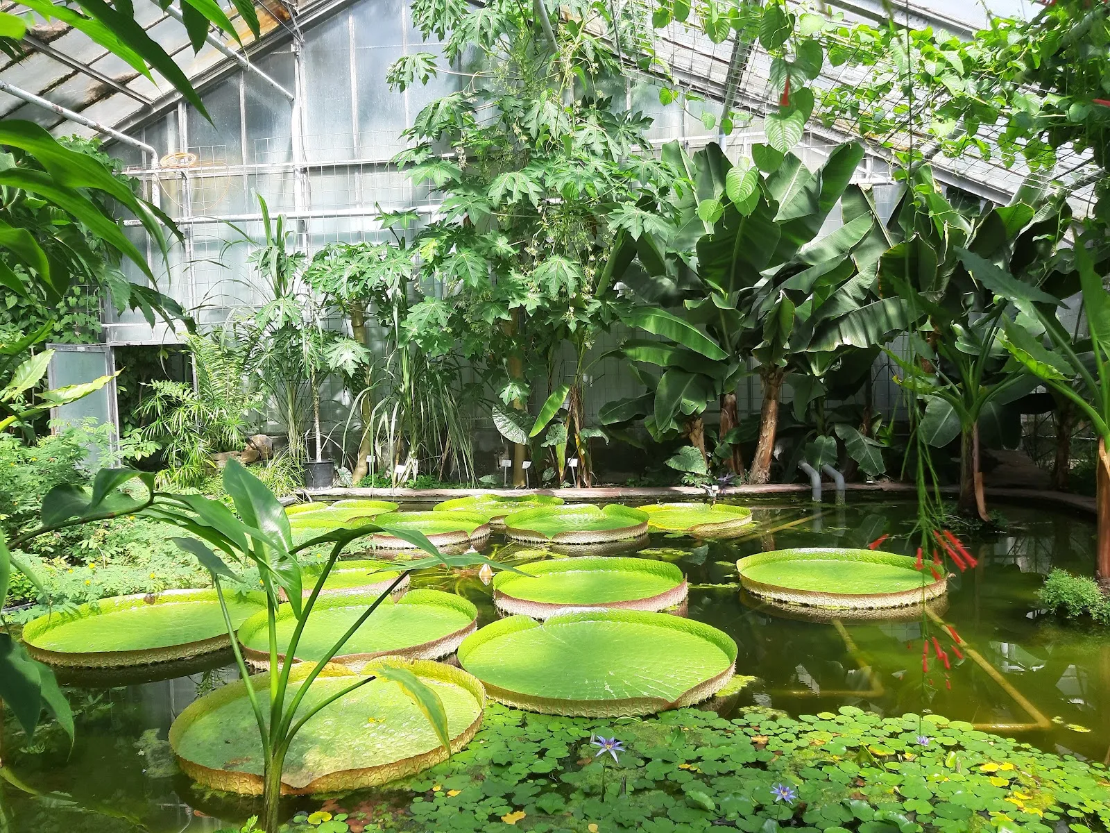 Ботанический сад KIT